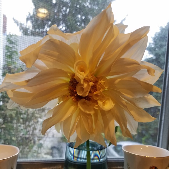 Meet your Posher, Lisa - Picture 1 of 1